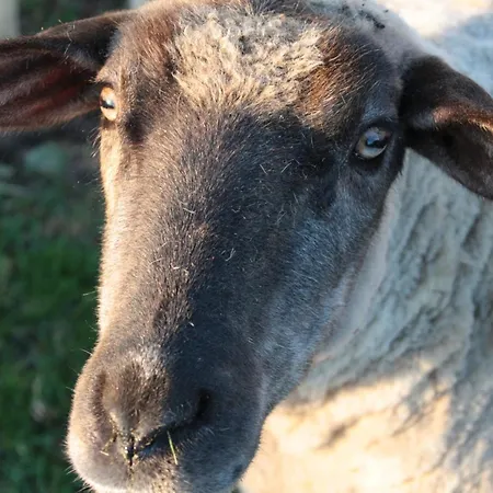 Apartman Am Ochsenweg Huesby